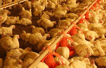 Granja Dinamarca - Foto 1