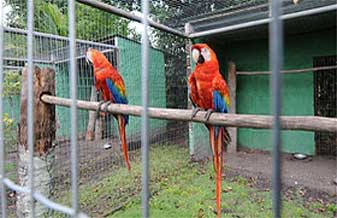 Naccpa Núcleo de Araraquara Criadores de Cães - Foto 1
