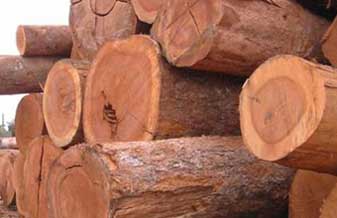 Madeireira Esbadalatti - Foto 1