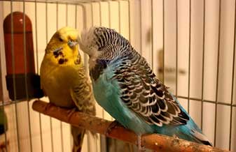 Beloti & Beloti - Foto 1