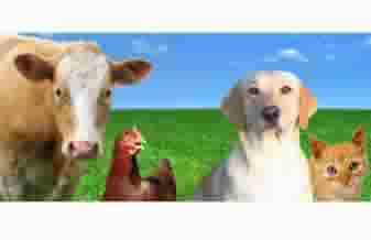 Brasil Clinica Veterinária - Foto 1