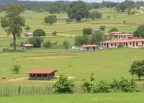 ausência de Araraquara