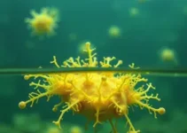 sistema que gera eletricidade com o uso de bactérias marinhas