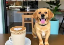 cafeteria Pet Friendly