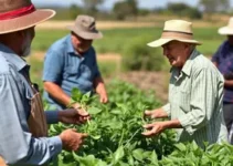 protagonismo dos produtores rurais