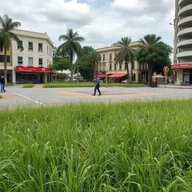 abandono e mato alto