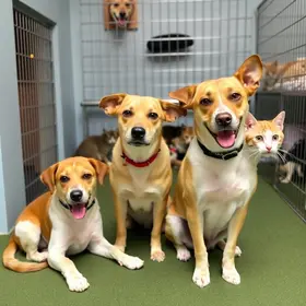 adoção de cães e gatos