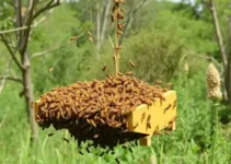 abelhas atacam Araraquara