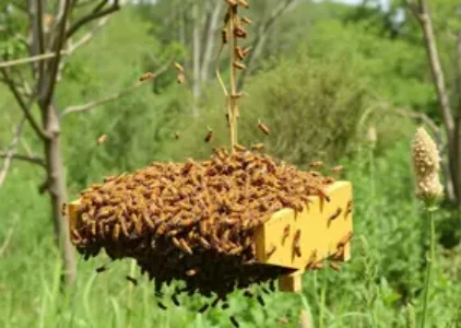 Últimas noticias de Araraquara