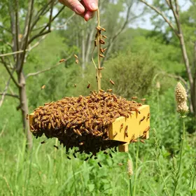 abelhas atacam Araraquara