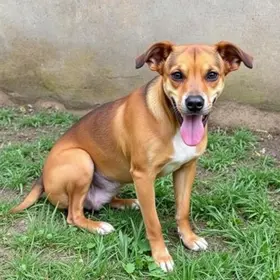 cão abandonado Araraquara