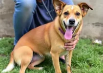 cão abandonado