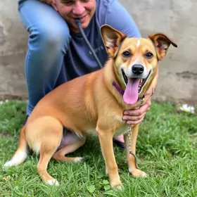 cão abandonado