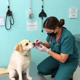 fiscalização do consultório pet
